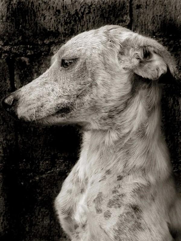 StreetDogs05 Выразительные и трогательные портреты уличных собак