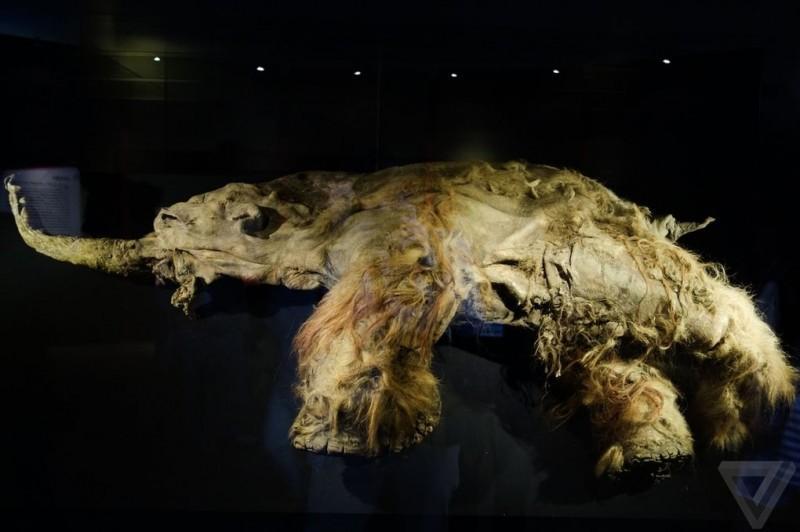 Yuka02 800x532 Самый известный мамонт из Якутии: Юка