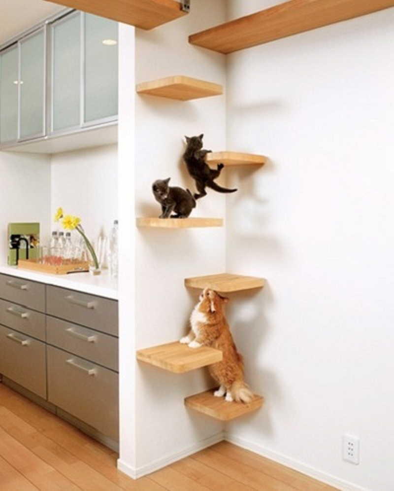cathouse27 Дизайн для котов
