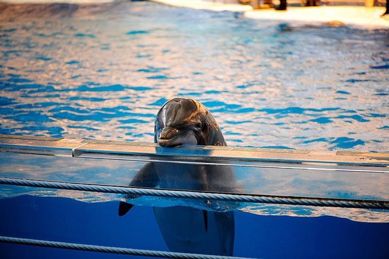 dolphins02 Самые удивительные факты о дельфинах