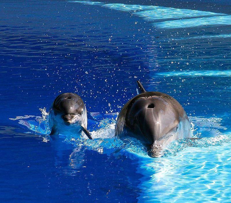 dolphins03 Самые удивительные факты о дельфинах