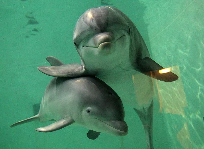 Самые удивительные факты о дельфинах - фото 4
