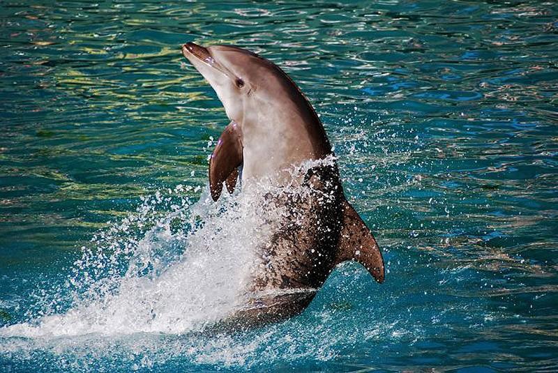 dolphins05 Самые удивительные факты о дельфинах