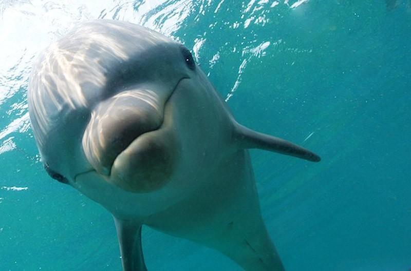 dolphins06 Самые удивительные факты о дельфинах