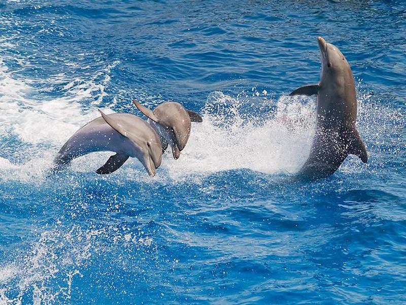 Самые удивительные факты о дельфинах - фото 7