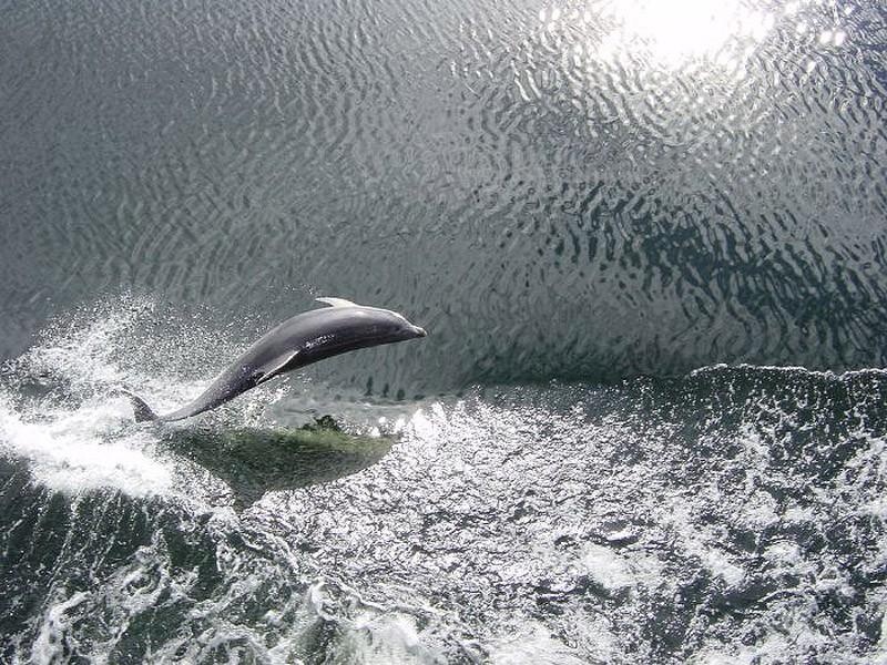 dolphins08 Самые удивительные факты о дельфинах