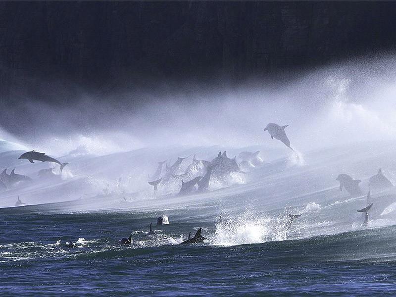 dolphins10 Самые удивительные факты о дельфинах