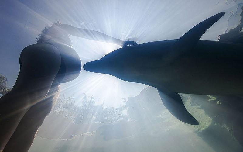 dolphins12 Самые удивительные факты о дельфинах