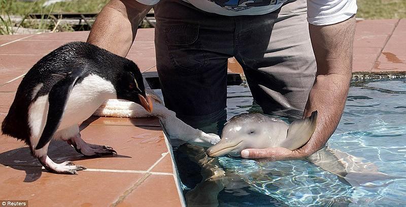 dolphins14 Самые удивительные факты о дельфинах
