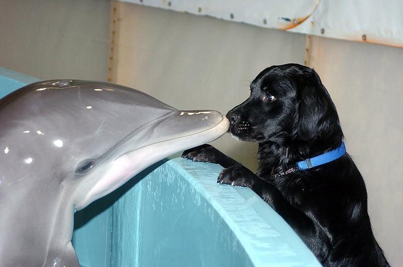 dolphins15 Самые удивительные факты о дельфинах