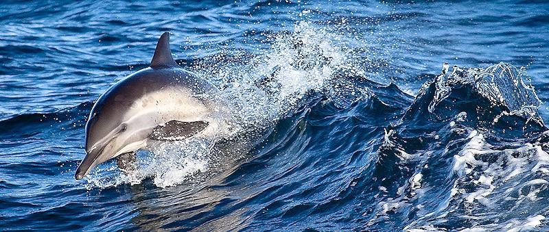 dolphins18 Самые удивительные факты о дельфинах