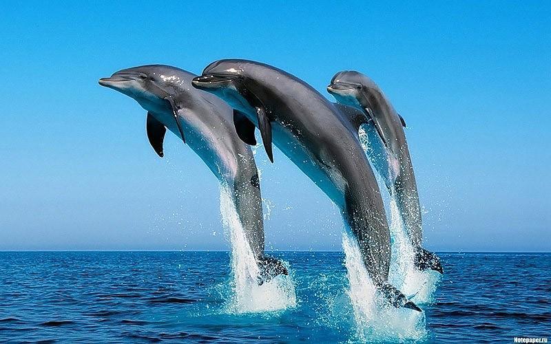 dolphins19 Самые удивительные факты о дельфинах