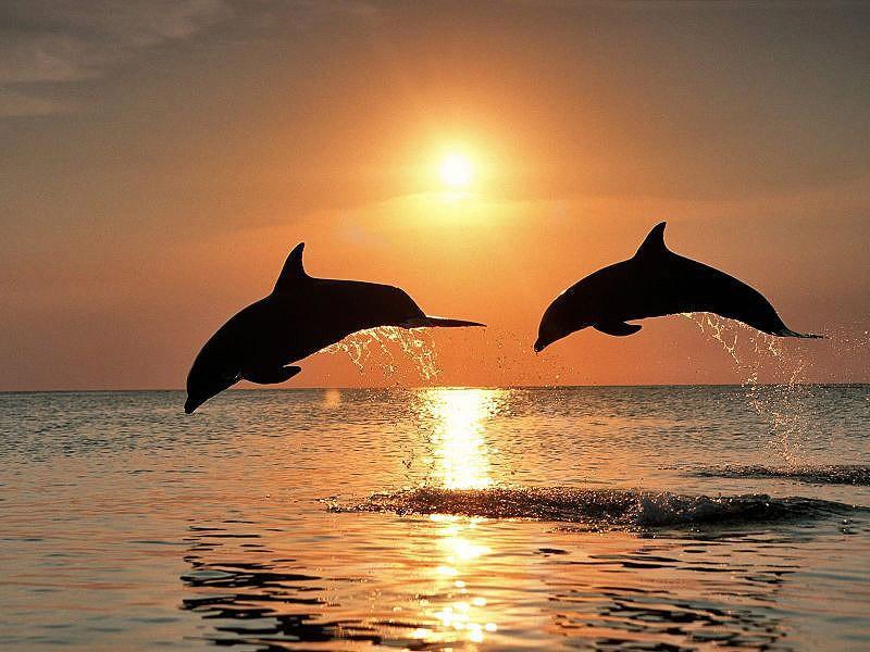 dolphins21 Самые удивительные факты о дельфинах
