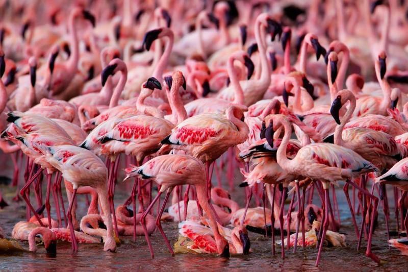 flamingo11 800x533 Страна розовых фламинго