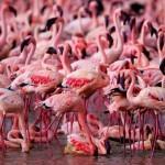 flamingo11 800x5331 150x150 Гульдова амадина   одна из самых ярких и красивых птиц