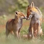 fox09 150x150 Привет защитникам животных – Лис