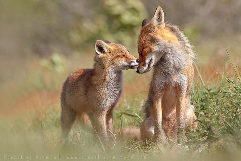 fox09 Душещипательные фотографии очаровательных лисят