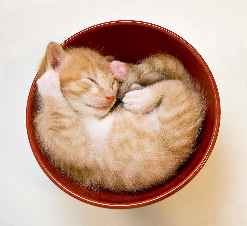 sleeping kittens in bowl sanna pudas Кошки   это жидкость, есть доказательства