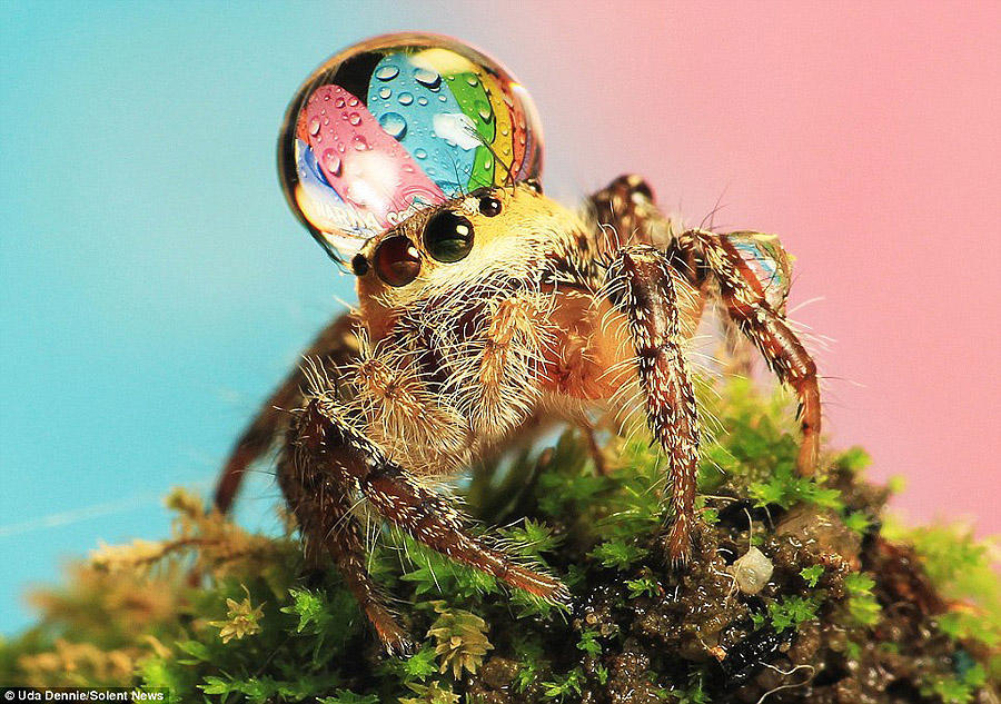 spiders01 Умилительные пауки в шапочках из воды