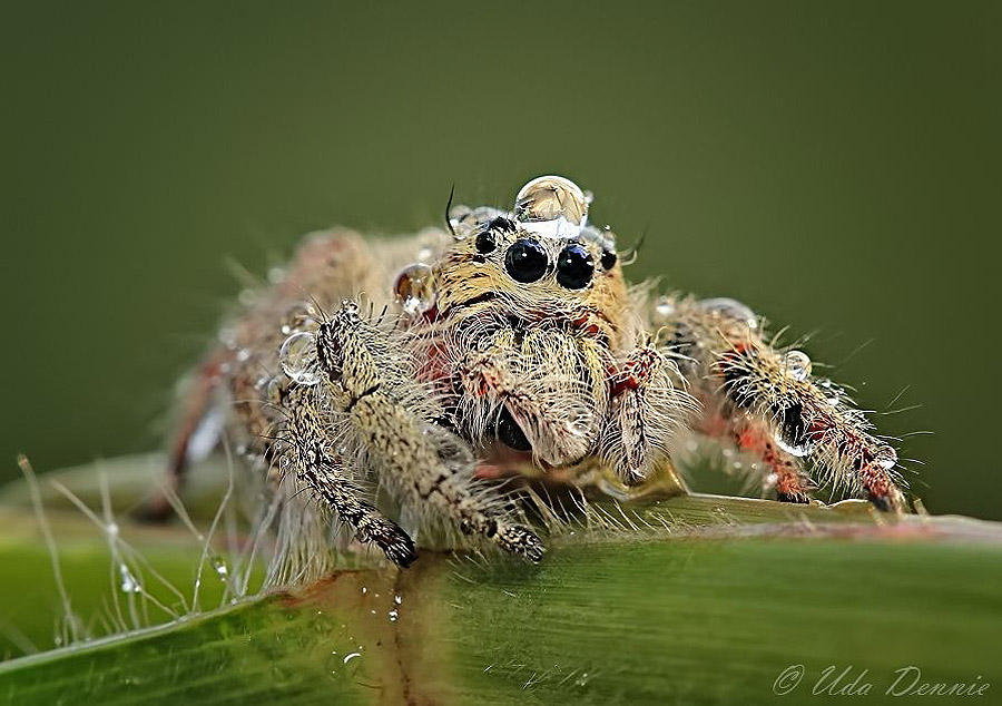 spiders04 Умилительные пауки в шапочках из воды