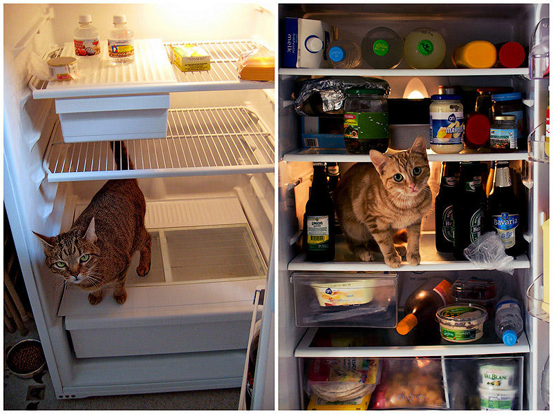 BIGPIC13 3 лучших фотоистории о холодильниках