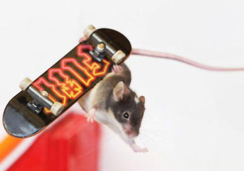 BIGPIC15 Мышки экстремалки