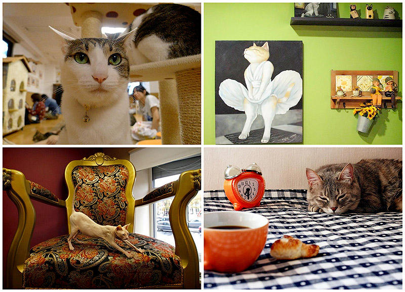 BIGPIC6 Необычные кошачьи кафе из разных стран мира
