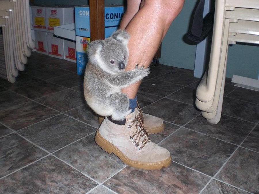 Koala06 Самые удивительные факты о коалах