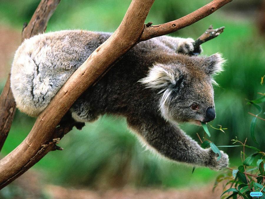 Koala09 Самые удивительные факты о коалах