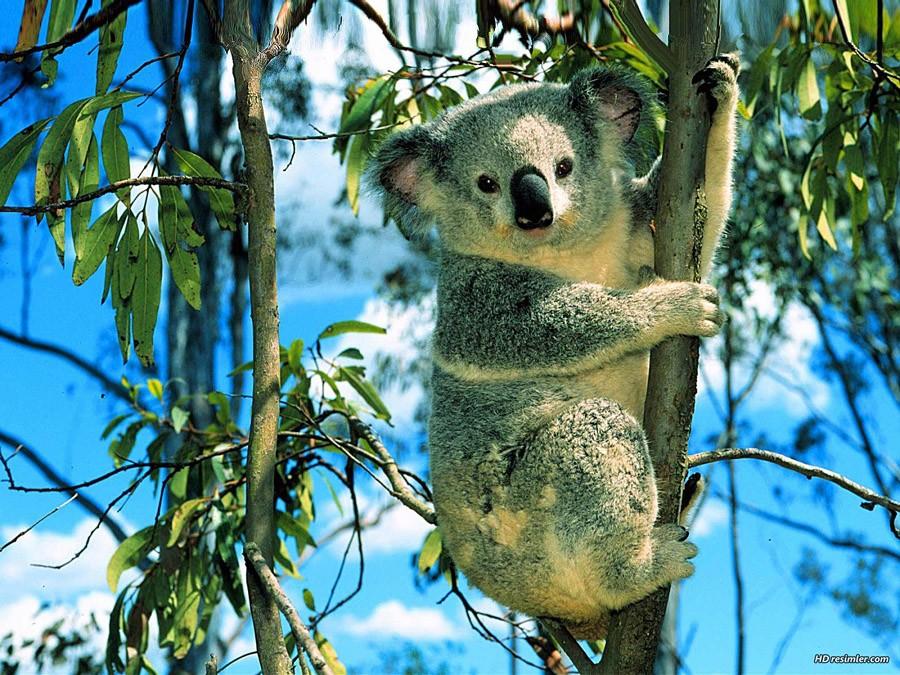 Koala12 Самые удивительные факты о коалах