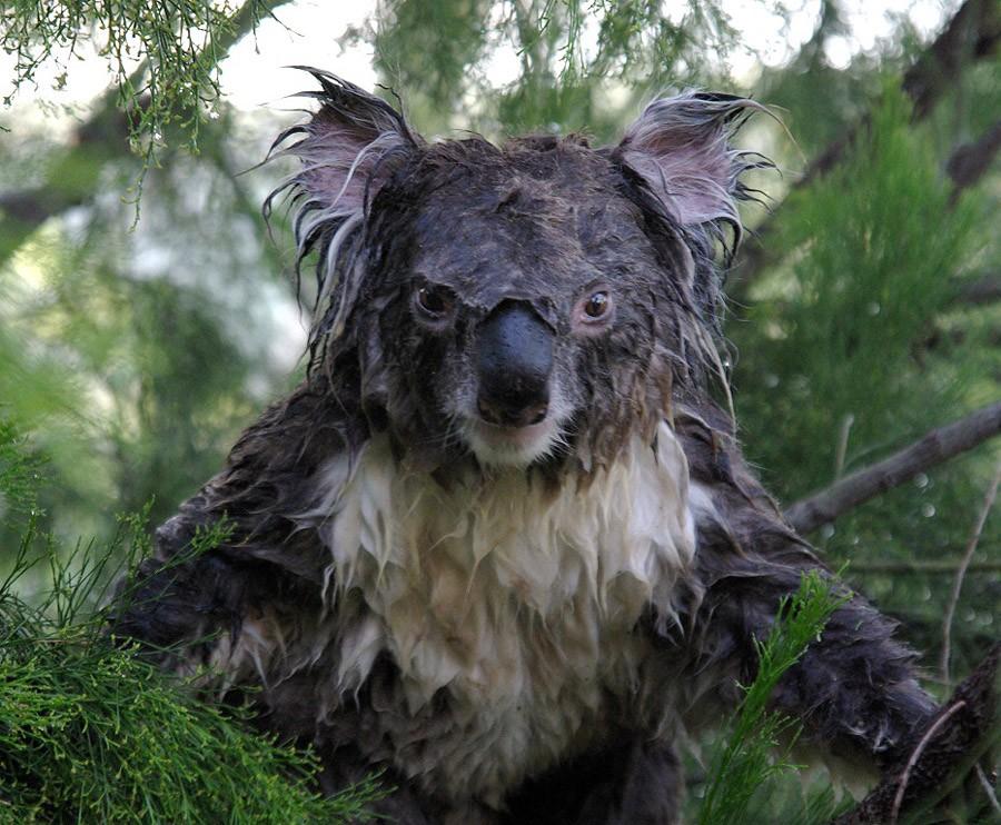 Koala14 Самые удивительные факты о коалах