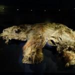 Yuka02 800x532 150x150 42000 летний мамонтенок прибыл в лондонский Музей естественной истории