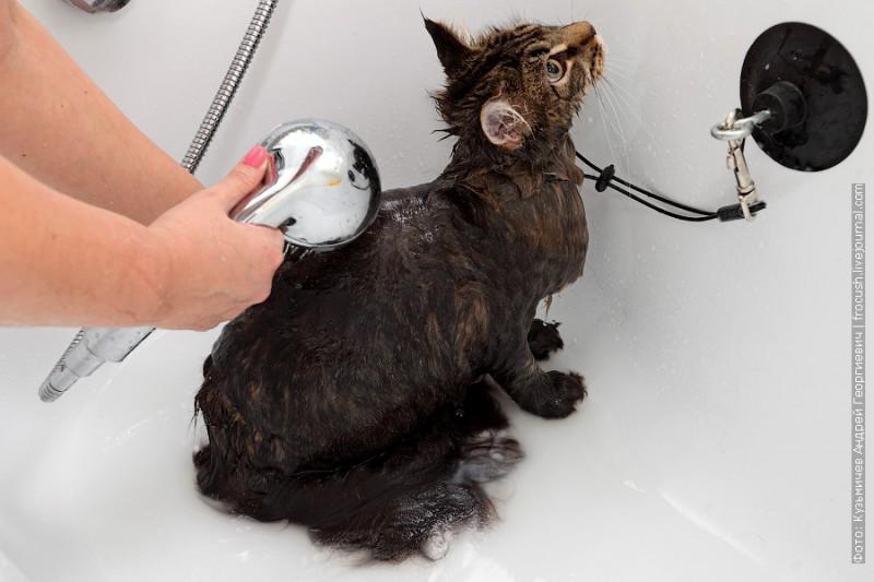 bathedcat07 800x533 Как правильно помыть кошку