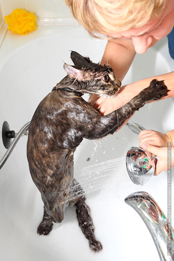 Инструкция по мытью кошек