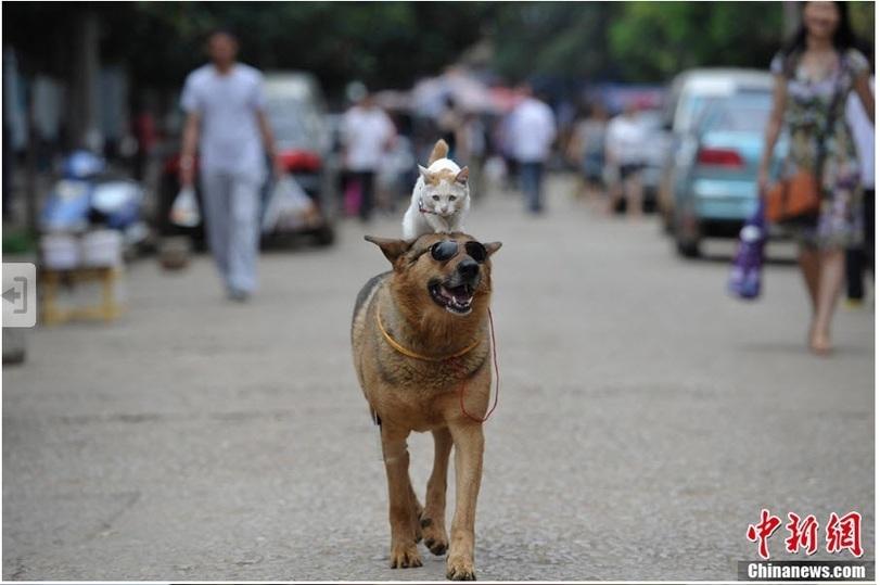 catdog01 Странная парочка на улице: собака и кошка вместе