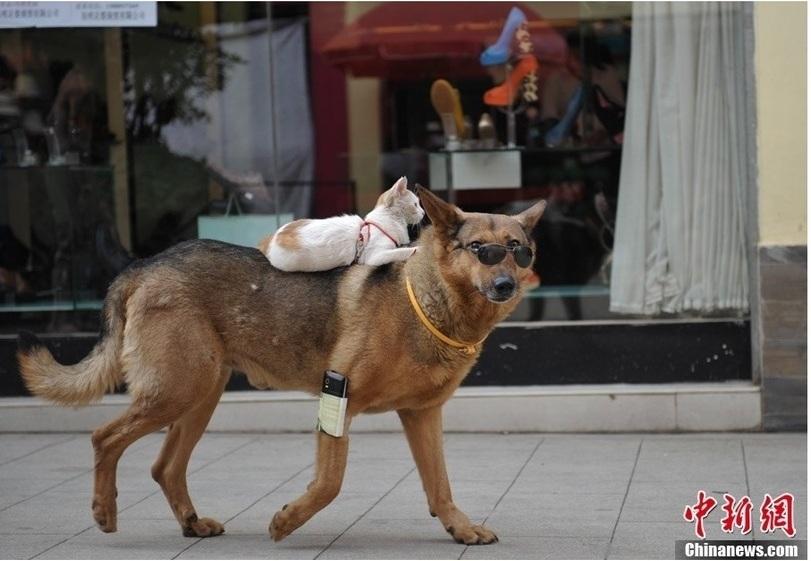 catdog02 Странная парочка на улице: собака и кошка вместе