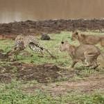 cheetah06 800x5341 150x150 Львы три года кормили сородича, попавшего в капкан