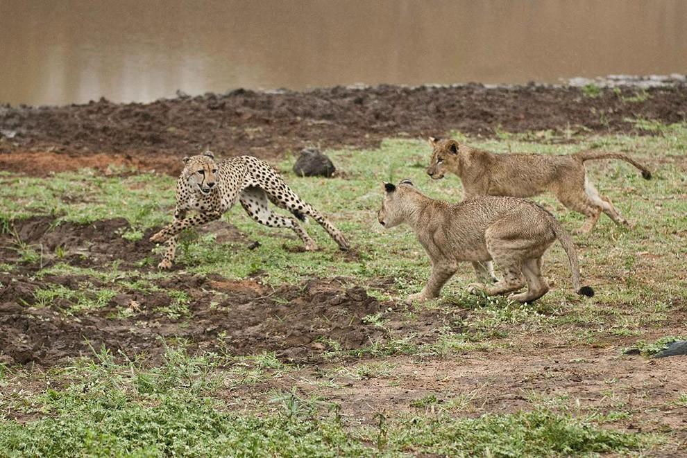 cheetah06 Львята повздорили с гепардом