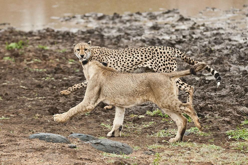 cheetah07 Львята повздорили с гепардом