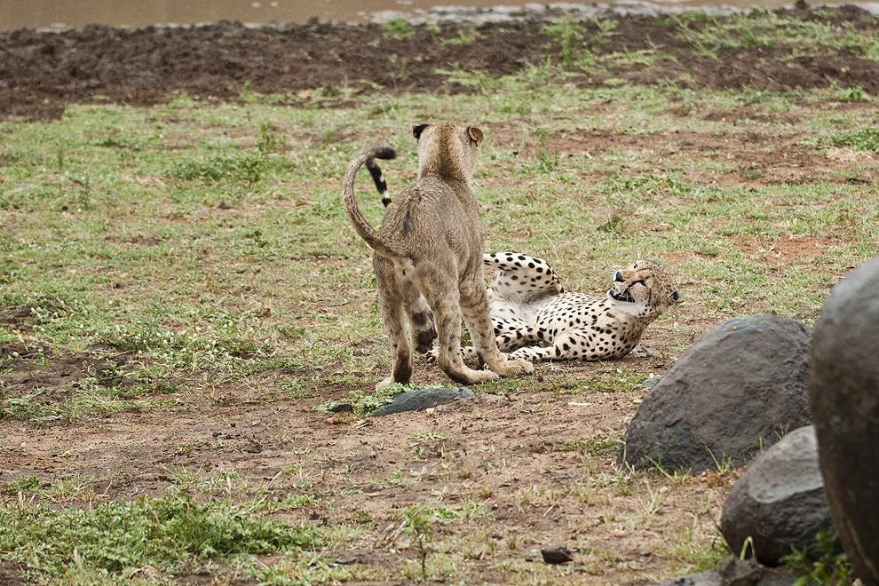 cheetah09 Львята повздорили с гепардом