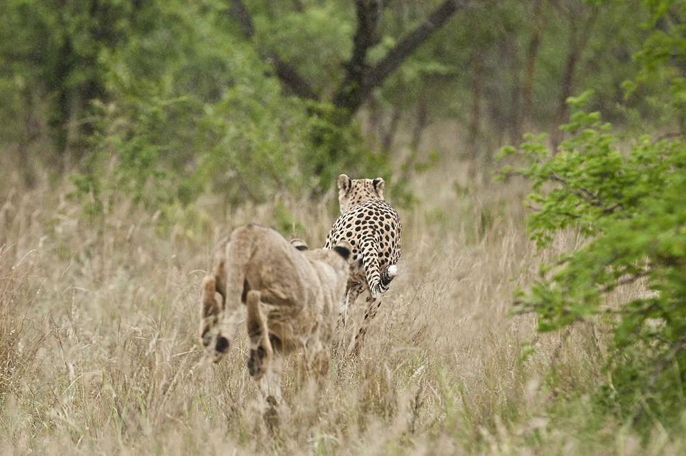 cheetah10 Львята повздорили с гепардом