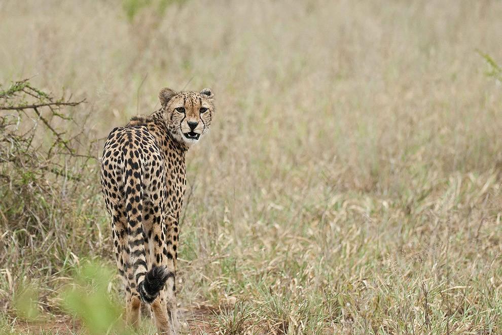 cheetah11 Львята повздорили с гепардом