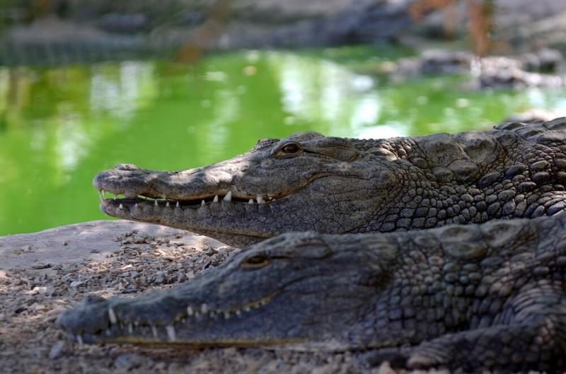crocodiles01 800x529 Здесь живут крокодилы