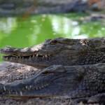 crocodiles01 800x5291 150x150 Заклинатель крокодилов из Коста Рики