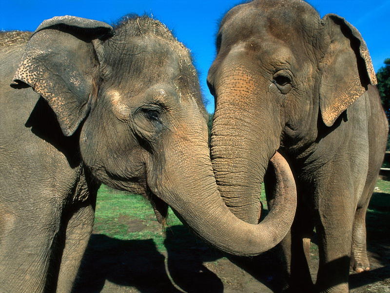 elephants 9 5 способов выражения животными человеческих эмоций