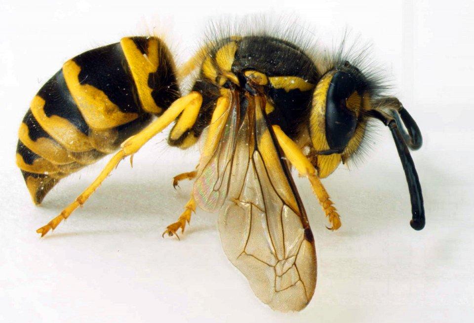 insects05 25 самых опасных насекомых