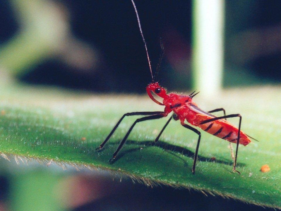 insects14 25 самых опасных насекомых