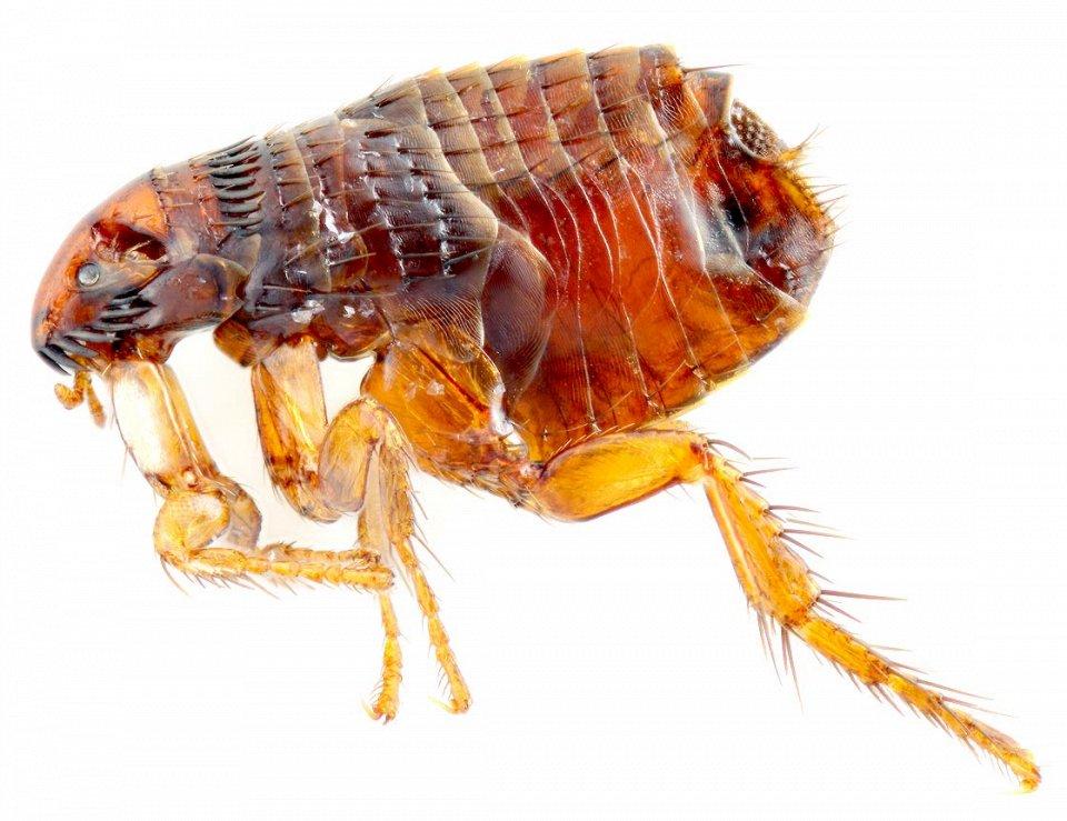 insects18 25 самых опасных насекомых