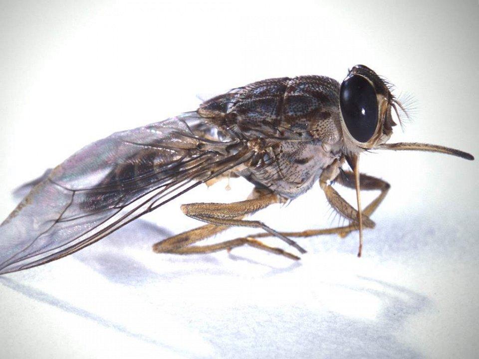 insects25 25 самых опасных насекомых