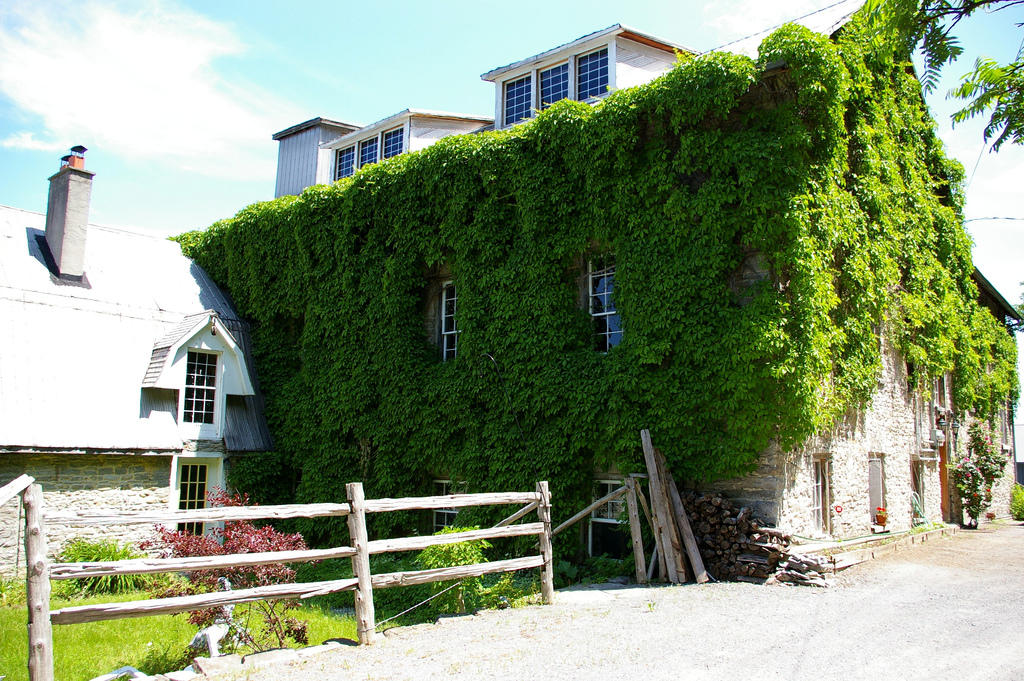 ivy16 Дома, утопающие в зелени